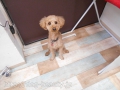 Dogsalon Ease(ɥå󥤡)