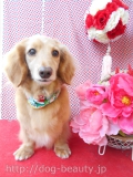 Dogsalon Ease(ɥå󥤡)