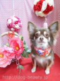 Dogsalon Ease(ɥå󥤡)