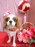 Dogsalon Ease(ɥå󥤡)