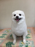 ݥ˥ΥåꥫåȢ