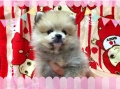 ڥåȥ󥰥Ź