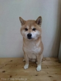 ڥåȥ󥰥롡Ź