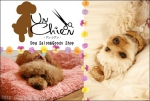 ȥߥ󥰥UnChien