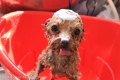 Dog care salon Karin's Hill