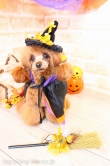 Dog care salon Karin's Hill