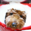Dog care salon Karin's Hill