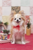 Dogsalon LiGAR