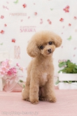 Dogsalon LiGAR