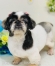 �ޡ��ꥨ����󥫥åȢ�