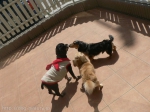 Total Pet Care Sarasa