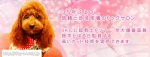 ɥå󥱥ͥ뷰