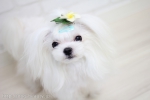 OhanaDogSpa