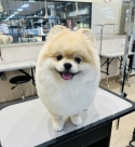 �����饷���å�