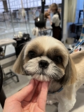 ���硼�Ȥ��ѥ�ĥ�������