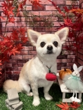 ���å���ޤ�ޤ륫�å�