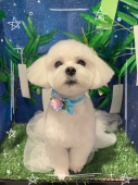 �ޥ�������Υƥǥ��٥�
