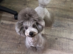 Fur  Baby's Salon
