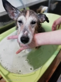 Hair  salon  SAVOIA with  DOG