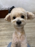 Hair  salon  SAVOIA with  DOG