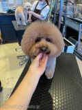 ȥסɥΥӥå	