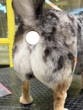 ȴݤå	