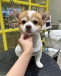 ݤåꥫå