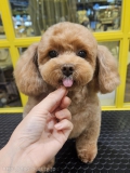 ΥΥƥǥ٥å	
