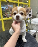 ݤåꥫå