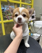 ݤåꥫå