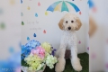 DOGS ROOM aisani