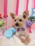 DOGS ROOM aisani