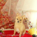 DOGS ROOM aisani