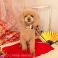 DOGS ROOM aisani