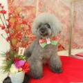 DOGS ROOM aisani