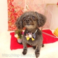 DOGS ROOM aisani