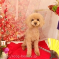 DOGS ROOM aisani