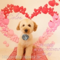 DOGS ROOM aisani