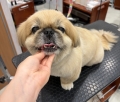 �ڥ��ˡ������ȥХꥫ��ž夲