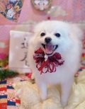 ȥߥ󥰥ƥ-LUNA-