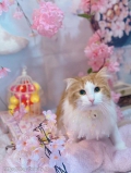 ȥߥ󥰥ƥ-LUNA-