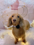 ȥߥ󥰥ƥ-LUNA-
