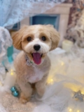 ȥߥ󥰥ƥ-LUNA-