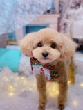 ȥߥ󥰥ƥ-LUNA-
