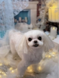 ȥߥ󥰥ƥ-LUNA-