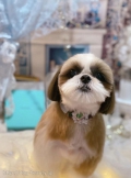 ȥߥ󥰥ƥ-LUNA-
