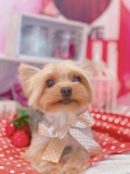 ȥߥ󥰥ƥ-LUNA-