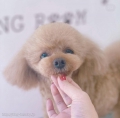 ȥߥ󥰥ƥ-LUNA-