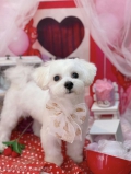 ȥߥ󥰥ƥ-LUNA-