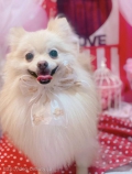 ȥߥ󥰥ƥ-LUNA-